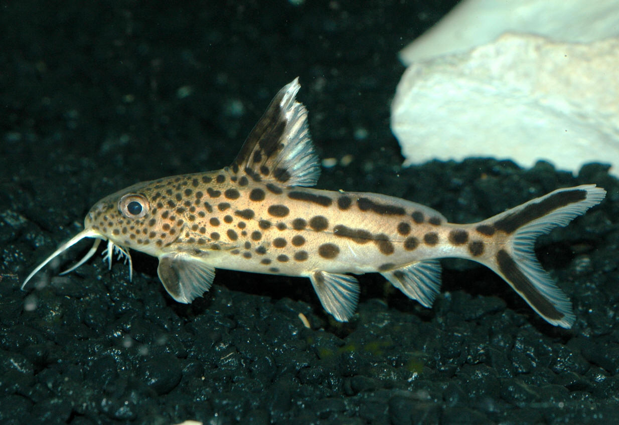 Synodontis multipunctatus